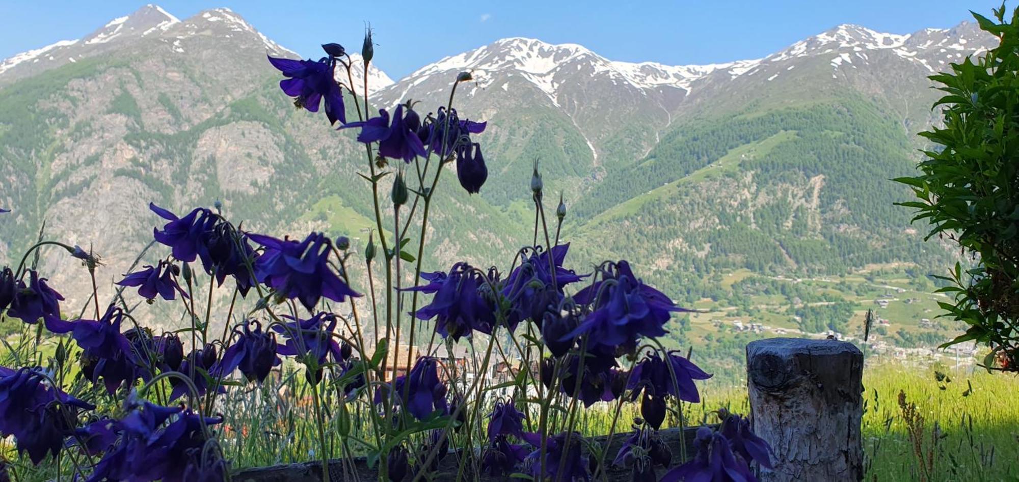 Chalet Schneevogul Grächen Exteriör bild